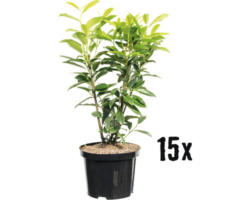 Heckenpflanze Kirschlorbeer Prunus laurocerasus 'Genolia' H 80-100 cm im 5 Liter Topf ab 15 Stück auf Palette
