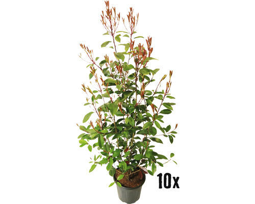 Heckenpflanze FloraSelf Glanzmispel/Photinia 'Red Robin' H 100-120 cm im 7,5 Liter Topf ab 10 Stück auf Palette