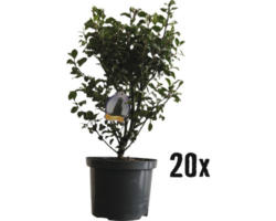 Heckenpflanze FloraSelf Stechpalme/Ilex meserveae 'Heckenstar' H 50-60 cm im 3 Liter Topf ab 20 Stück auf Palette