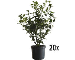 Heckenpflanze FloraSelf Stechpalme/Ilex meserveae 'Heckenfee' H 50-60 cm im 3 Liter Topf ab 20 Stück auf Palette