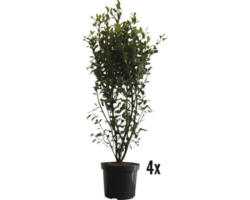 Heckenpflanze FloraSelf Stechpalme/Ilex meserveae 'Heckenstar' H 80-100 cm im 10 Liter Topf ab 4 Stück auf Palette