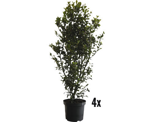 Heckenpflanze FloraSelf Stechpalme/Ilex meserveae 'Heckenfee' H 80-100 cm im 10 Liter Topf ab 4 Stück auf Palette