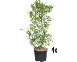 Heckenpflanze FloraSelf Stechpalme/Ilex meserveae 'Heckenstar' H 100-120 cm im 12 Liter Topf ab 4 Stück auf Palette