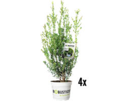Buchsbaum-Alternative FloraSelf Ilex crenata 'Robustico' H 60-80 cm im 7,5 Liter Topf ab 4 Stück auf Palette