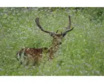 Hornbach Grünlandsamen Kiepenkerl Wildschutzmischung 10 kg / 2800 m²