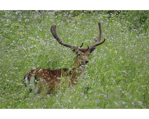 Grünlandsamen Kiepenkerl Wildschutzmischung 10 kg / 2800 m²