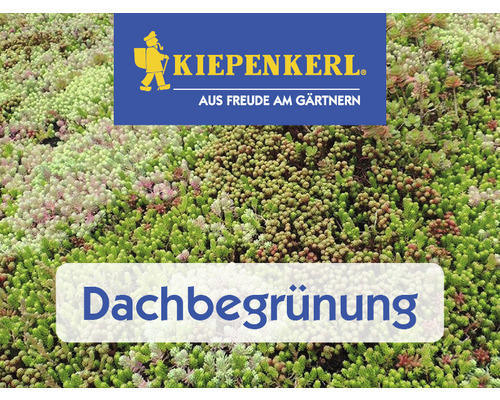 Rasensamen DSV 630 Dachbegrünung III Kräutermix 1 kg / 200 m²