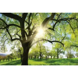 Acrylglasbild 80/120/1,70 cm