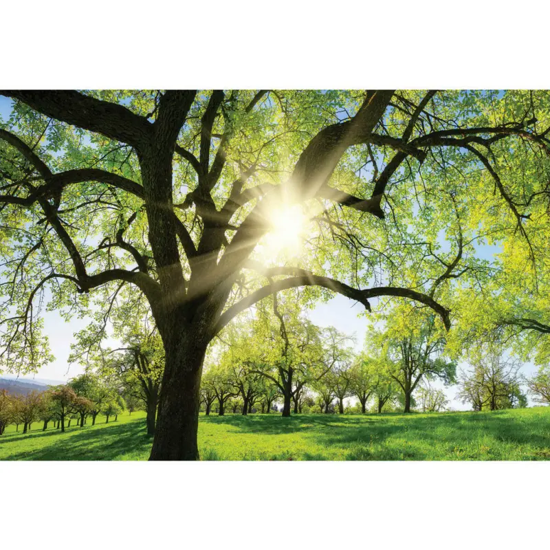 Acrylglasbild 80/120/1,70 cm