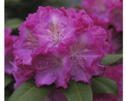 Alpenrose Rhododendron x Hybride 'Germania' H 30-40 cm Co 5 L