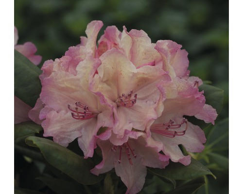 Alpenrose Rhododendron x Hybride 'Brasilia' H 30-40 cm Co 5 L