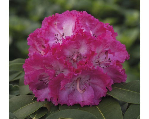 Alpenrose Rhododendron x Hybride 'Prof. Horst Roebenek' H 25-30 cm Co 5 L