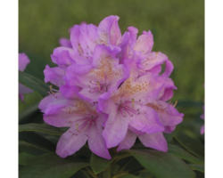 Alpenrose Rhododendron x Hybride 'Vernus' H 40-50 cm Co 7,5 L