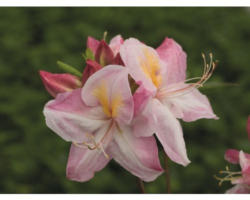 Azalee Rhododendron lutem 'Satomi' H 30-40 cm Co 5 L