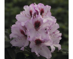 Alpenrose Rhododendron x Hybride 'Graffito' ® H 30-40 cm Co 5 L