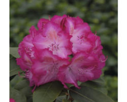 Alpenrose Rhododendron x Hybride 'Sternzauber' H 30-40 cm Co 5 L