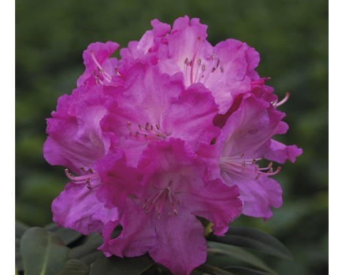 Ball-Rhododendron Rhododendron degronianum ssp. yakushimanum 'Tatjana' H 25-30 cm Co 5 L