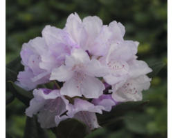 Ball-Rhododendron Stamm Rhododendron degronianum ssp. yakushimanum 'Biko' H 40-80 cm Co 7,5 L
