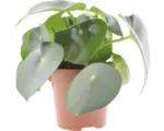 Hornbach Peperomie, Zwergpfeffer FloraSelf Peperomia polybotrya 'Raindrop' H 20-30 cm Ø 12 cm Topf