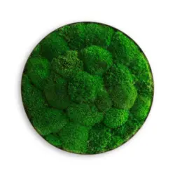 Moosbild Stylegreen