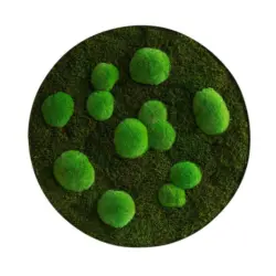 Moosbild Stylegreen