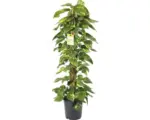 Hornbach Efeutute FloraSelf Scindapsus aureum H ca. 120 cm Ø 24 cm Topf