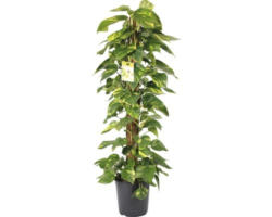 Efeutute FloraSelf Scindapsus aureum H ca. 120 cm Ø 24 cm Topf