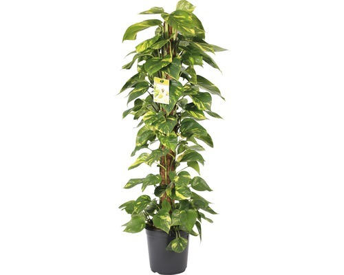 Efeutute FloraSelf Scindapsus aureum H ca. 120 cm Ø 24 cm Topf