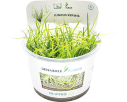 Grasartiges Binsengewächs In-Vitro