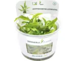 Hornbach Wasserkelch Cryptocoryne usteriana In-Vitro