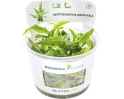 Wasserkelch Cryptocoryne usteriana In-Vitro