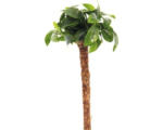 Hornbach Bonsai palme