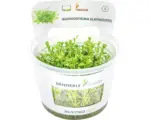 Hornbach Glossostigma In-Vitro