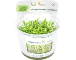 Glossostigma In-Vitro