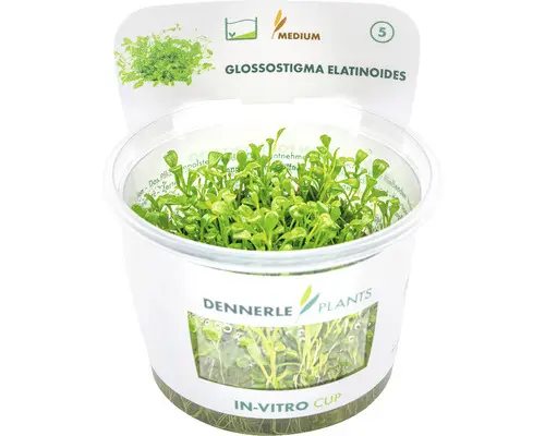 Glossostigma In-Vitro