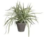 Hornbach Kunstpflanze Dracena, grün