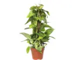 Hornbach gelbbunte Efeutute FloraSelf Scindapsus aureum H 50-60 cm Ø 15 cm Topf