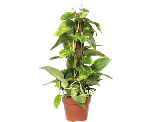 gelbbunte Efeutute FloraSelf Scindapsus aureum H 50-60 cm Ø 15 cm Topf