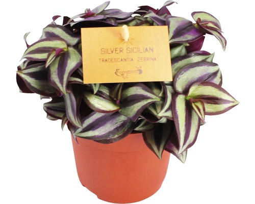 Zebra-Ampelkraut FloraSelf Tradescantia zebrina H 15-20 cm Ø 10,5 cm Topf