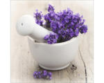 Hornbach Glasbild Lovely Lavender III 30x30 cm GLA730