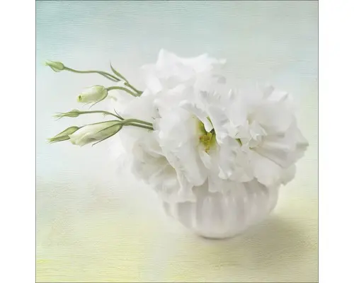 Glasbild Sweet Peony I 30x30 cm GLA939