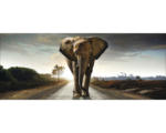 Hornbach Glasbild Elephant 50x125 cm