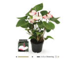 Hornbach Flamingoblume/ Anthurie FloraSelf Anthurium andreanum 'Hotlips' H 35-40 Ø 12 cm Topf