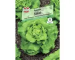 Hornbach Kopfsalat 'Dynamite' Salatsamen