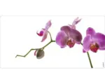 Hornbach Badrückwand mySpotti Aqua Orchidee pink 900x450x2 mm 150908 weiß pink