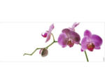 Hornbach Badrückwand mySpotti Aqua Orchid pink 1200x450x2 mm 151208 weiß pink