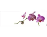 Hornbach Badrückwand mySpotti Aqua Orchidee pink 1400x450x2 mm 151408 weiß pink