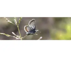 Badrückwand mySpotti Aqua Schmetterling 1400x450x2 mm 151427 grün grau