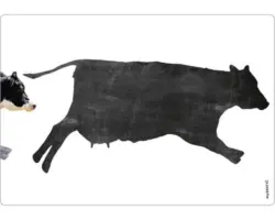 Memoboard mySpotti memo Memocow 590x410x2 mm