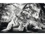 Hornbach Poster Tiger is watching you 61x91,5 cm
